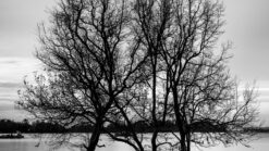 Black & White Elementary Course (Non-PSS member)